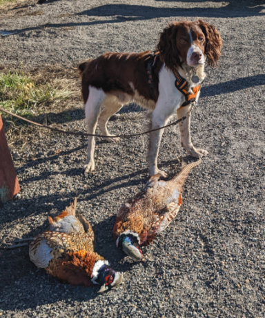 Good dog Ace Sept. 2022 at Vancouver Lake